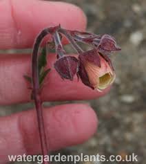 Attēlu rezultāti vaicājumam “Geum rivale bud”