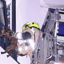 Image result for Muhammad als Rondellhund