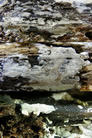 Attēlu rezultāti vaicājumam “Ceriporia viridans”