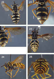Attēlu rezultāti vaicājumam “Chrysotoxum sp.”