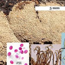 Attēlu rezultāti vaicājumam “Merismodes anomala”