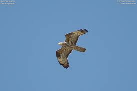 Attēlu rezultāti vaicājumam “Pernis apivorus”