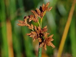 Attēlu rezultāti vaicājumam “Schoenoplectus lacustris subsp. glaucus”