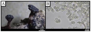 Attēlu rezultāti vaicājumam “Perichaena depressa sessile”