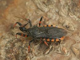 Attēlu rezultāti vaicājumam “Rhynocoris annulatus”