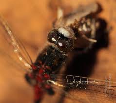Attēlu rezultāti vaicājumam “Leucorrhinia rubicunda male”