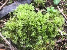 Attēlu rezultāti vaicājumam “Plagiomnium affine sporophyte”