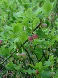 Attēlu rezultāti vaicājumam “Vaccinium myrtillus fruit”