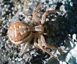 Attēlu rezultāti vaicājumam “Xysticus bifasciatus”
