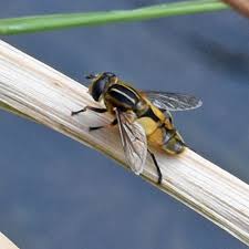 Attēlu rezultāti vaicājumam “Helophilus hybridus male”