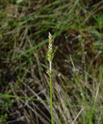 Attēlu rezultāti vaicājumam “Carex dioica male flower”