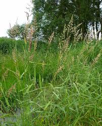 Attēlu rezultāti vaicājumam “Phalaroides arundinacea”