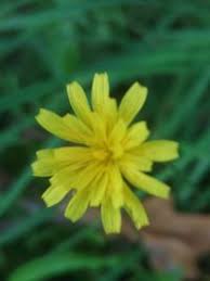 Attēlu rezultāti vaicājumam “Leontodon autumnalis”