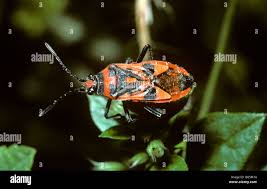 Attēlu rezultāti vaicājumam “Corizus hyoscyami”