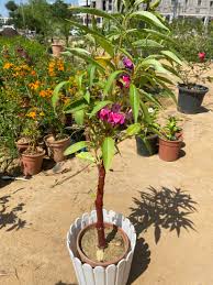 Image result for Impatiens glandulifera