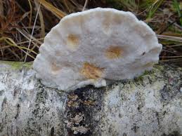 Attēlu rezultāti vaicājumam “Postia tephroleucus”