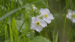 Attēlu rezultāti vaicājumam “Fragaria moschata flower”
