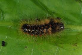 Attēlu rezultāti vaicājumam “Acronicta rumicis larva”