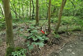 Attēlu rezultāti vaicājumam “Leiocolea rutheana”