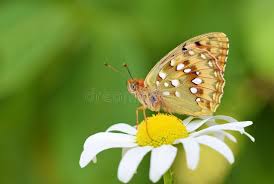 Attēlu rezultāti vaicājumam “Argynnis aglaja underside”