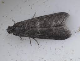 Attēlu rezultāti vaicājumam “Ortholepis betulae”