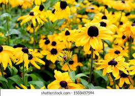 Attēlu rezultāti vaicājumam “Rudbeckia hirta var. hirta”