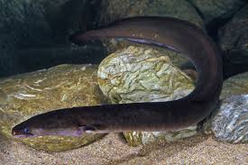 Image result for Anguilla anguilla