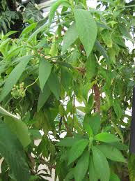 Attēlu rezultāti vaicājumam “Alloeotomus sp.”