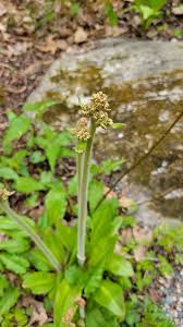 Attēlu rezultāti vaicājumam “Phleogena faginea sessile”