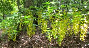 Attēlu rezultāti vaicājumam “Laburnum alpinum leaf”