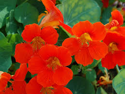 Attēlu rezultāti vaicājumam “Tropaeolaceae”