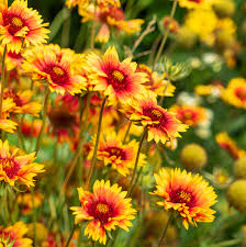 Image result for Gaillardia `Kobold`