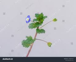 Attēlu rezultāti vaicājumam “Veronica persica leaf”