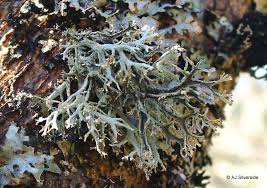 Attēlu rezultāti vaicājumam “Pseudevernia furfuracea”