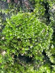 Attēlu rezultāti vaicājumam “Bryales”