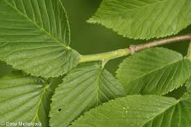 Attēlu rezultāti vaicājumam “Ulmus glabra leaf”