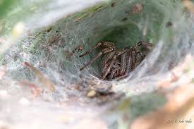 Attēlu rezultāti vaicājumam “Agelena labyrinthica”