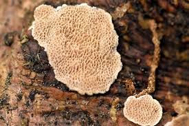 Attēlu rezultāti vaicājumam “Skeletocutis odora”