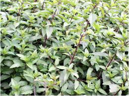 Image result for Menta x piperita