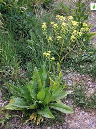 Attēlu rezultāti vaicājumam “Bunias orientalis flower”
