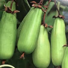 Attēlu rezultāti vaicājumam “Actinidia kolomikta fruit”