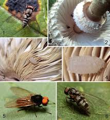 Attēlu rezultāti vaicājumam “Platypezidae”