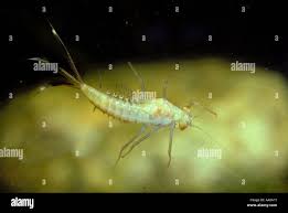 Attēlu rezultāti vaicājumam “Siphlonurus”