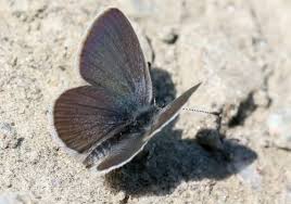 Attēlu rezultāti vaicājumam “Cupido minimus female”