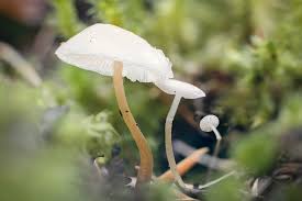 Attēlu rezultāti vaicājumam “Collybia tuberosa”