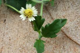 Attēlu rezultāti vaicājumam “Asteraceae”
