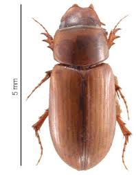 Attēlu rezultāti vaicājumam “Aphodius sp.”