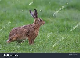 Attēlu rezultāti vaicājumam “Lepus europaeus adult”