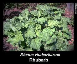 Attēlu rezultāti vaicājumam “Rheum rhabarbarum”