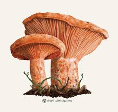 Attēlu rezultāti vaicājumam “Lactarius deliciosus”